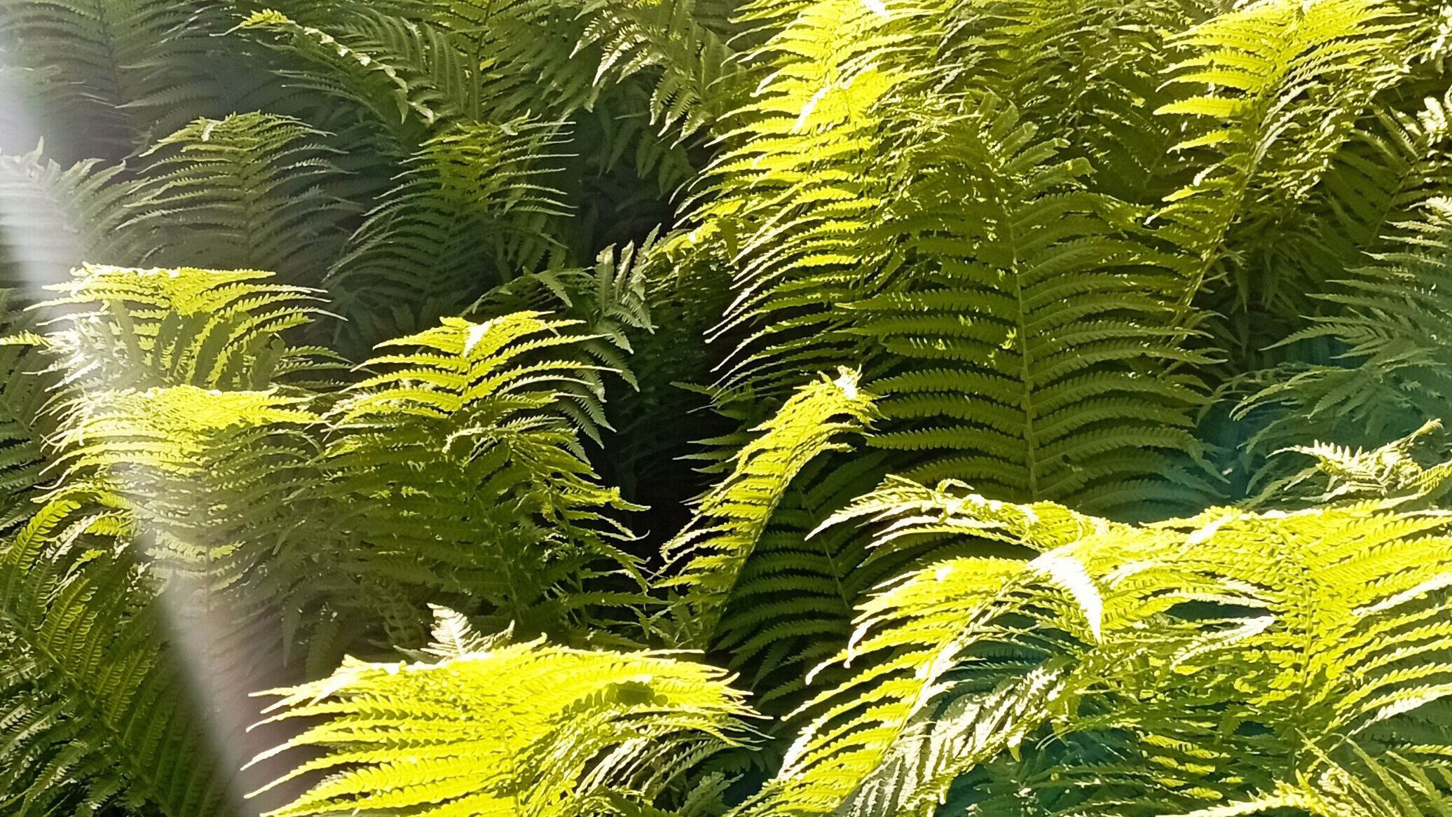 Naturheilpraxis – Farn