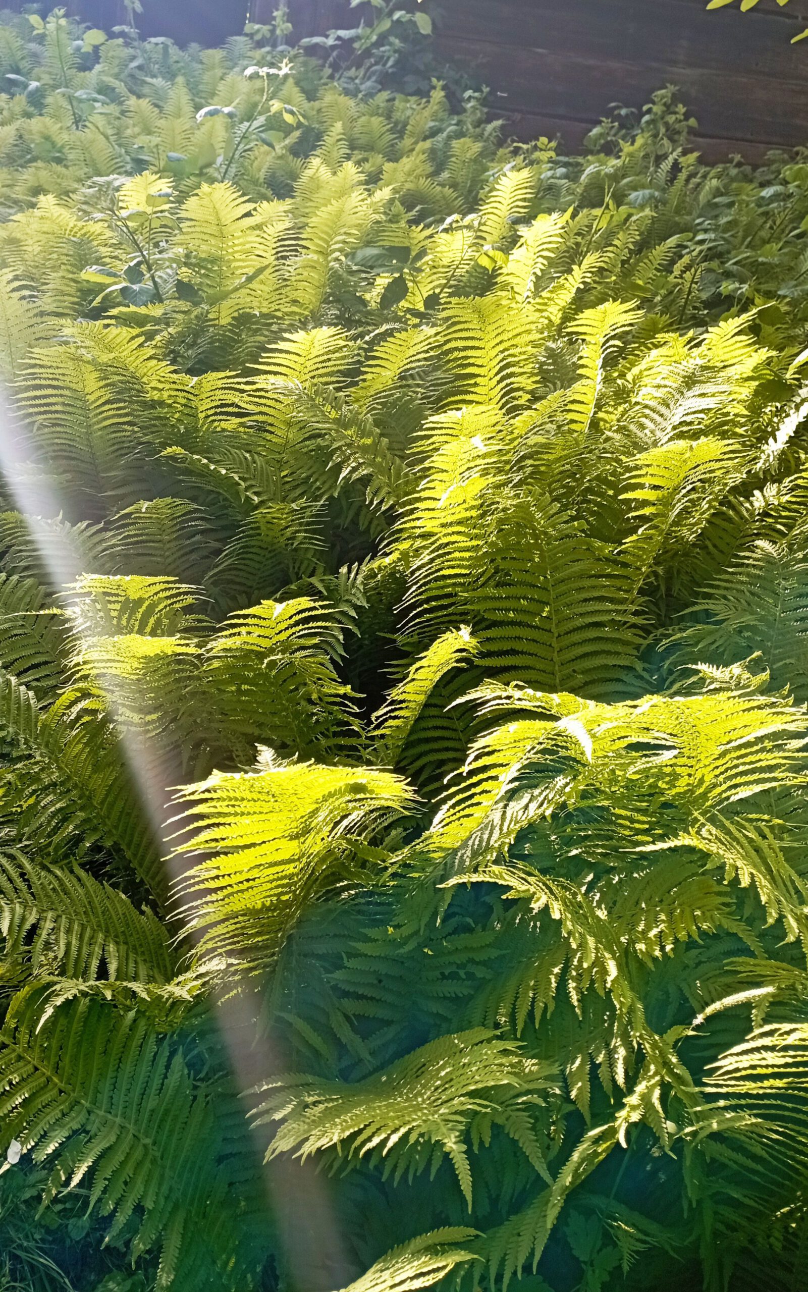 Ausleitungstherapien & Schröpfen