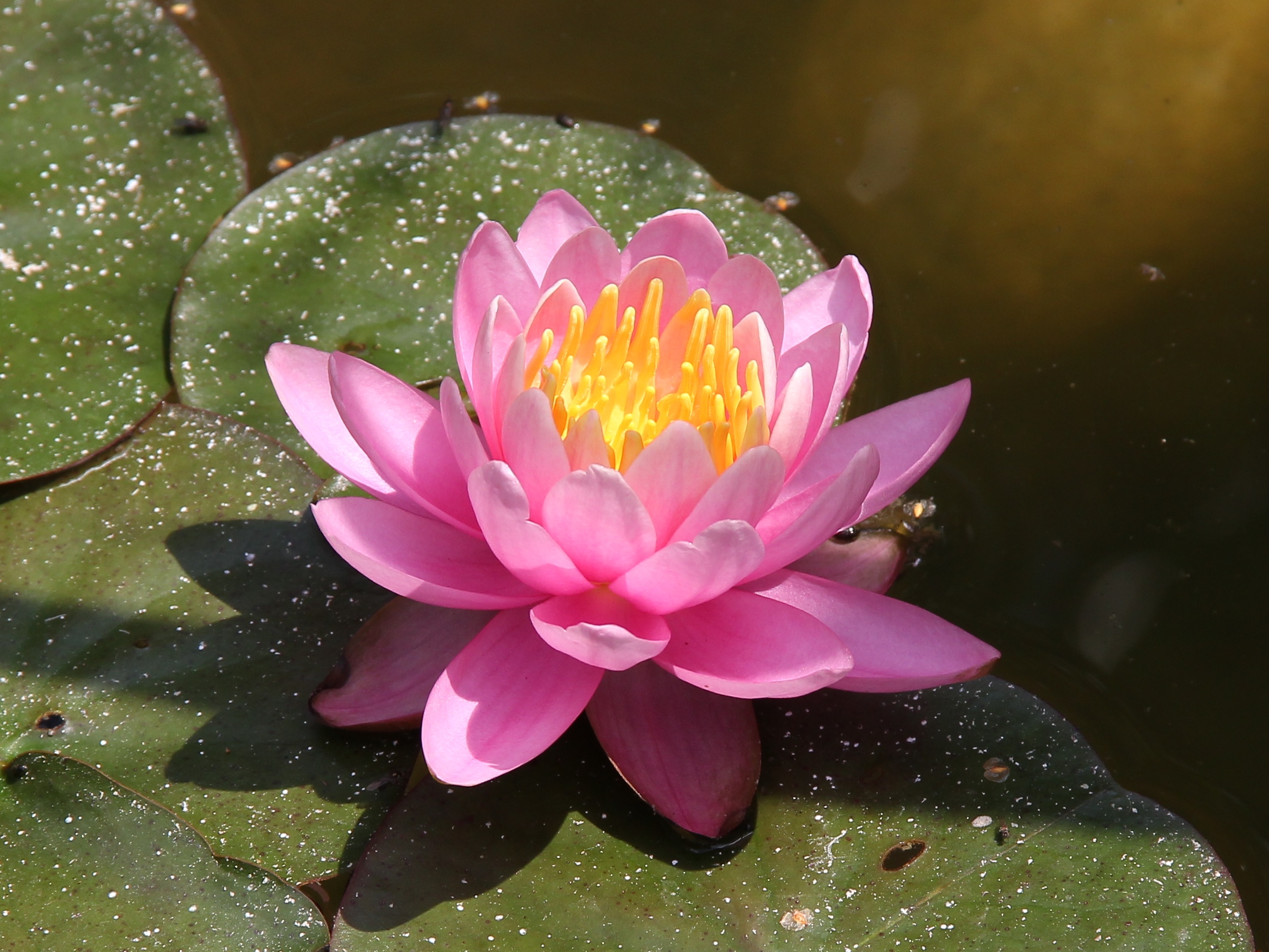 Systemische Aufstellungen